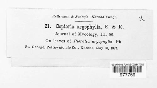 Septoria argophyllae image